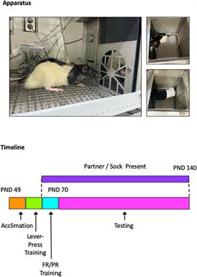 The Effects of Drugs on Behavior Maintained by Social Contact: Role of Monoamines in Social Reinforcement